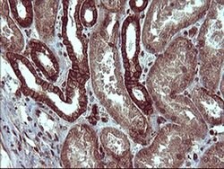 TUBB1 Monoclonal Antibody (OTI1B9), TrueMAB , OriGene 100 &mu;L; Unconjugated:Antibodies,