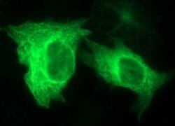 TUBB2A Monoclonal Antibody (OTI3B7), TrueMAB , OriGene 100 &mu;L; Unconjugated:Antibodies,