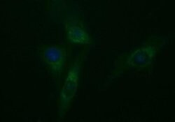 TUBB2A Monoclonal Antibody (OTI3E6), TrueMAB , OriGene 100 &mu;L; Unconjugated:Antibodies,