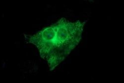 TUBB2B Monoclonal Antibody (OTI2G4), TrueMAB , OriGene 100 &mu;L; Unconjugated:Antibodies,