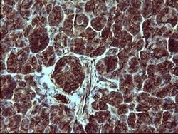 TUBB2B Monoclonal Antibody (OTI0C3), TrueMAB , OriGene 100 &mu;L; Unconjugated:Antibodies,