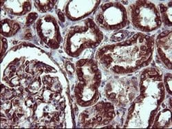 TUBB2B Monoclonal Antibody (OTI0C3), TrueMAB , OriGene 100 &mu;L; Unconjugated:Antibodies,