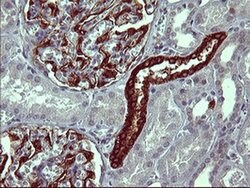 TUBB2B Monoclonal Antibody (OTI8F12), TrueMAB , OriGene 100 &mu;L; Unconjugated:Antibodies,