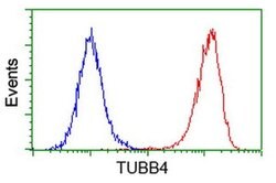 TUBB4 Mouse anti-Human, Clone: OTI3C12, liquid, TrueMAB 100 &mu;L | Buy Online | OriGene | Fisher Scientific