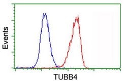 TUBB4 Monoclonal Antibody (OTI6C2), TrueMAB , OriGene 30 &mu;L; Unconjugated:Antibodies,