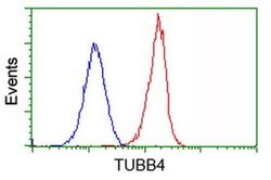 TUBB4 Monoclonal Antibody (OTI6C2), TrueMAB , OriGene 30 &mu;L; Unconjugated:Antibodies,
