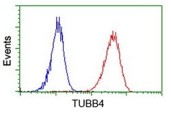 TUBB4 Mouse anti-Human, Clone: OTI6E3, lyophilized, TrueMAB 100 &mu;g | Buy Online | Origene Technologies | Fisher Scientific