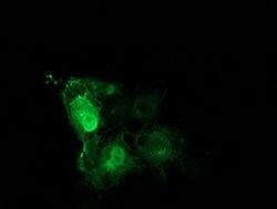 TUBB4 Mouse anti-Canine, Human, Mouse, Rat, Clone: OTI3F1, liquid, TrueMAB