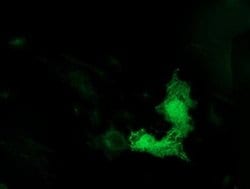 TUBB4 Monoclonal Antibody (OTI6C2), TrueMAB , OriGene 30 &mu;L; Unconjugated:Antibodies,
