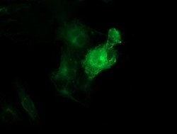 TUBB4 Mouse anti-Canine, Human, Mouse, Rat, Clone: OTI5C1, lyophilized,