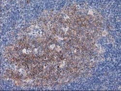 TUBB4 Mouse anti-Human, Clone: OTI3C12, liquid, TrueMAB 100 &mu;L | Buy Online | OriGene | Fisher Scientific