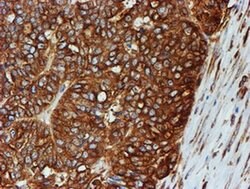 TUBB4 Mouse anti-Canine, Human, Mouse, Rat, Clone: OTI3F1, liquid, TrueMAB