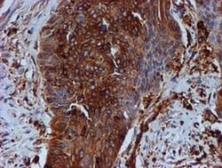 TUBB4 Mouse anti-Canine, Human, Mouse, Rat, Clone: OTI3F1, liquid, TrueMAB