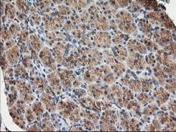 TUBB4 Monoclonal Antibody (OTI6C2), TrueMAB , OriGene 30 &mu;L; Unconjugated:Antibodies,