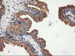 TUBB4 Monoclonal Antibody (OTI6C2), TrueMAB , OriGene 30 &mu;L; Unconjugated:Antibodies,