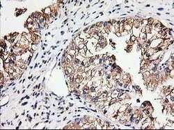 TUBB4 Mouse anti-Canine, Human, Mouse, Rat, Clone: OTI5C1, lyophilized,