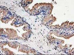 TUBB4 Mouse anti-Canine, Human, Mouse, Rat, Clone: OTI5C1, lyophilized,