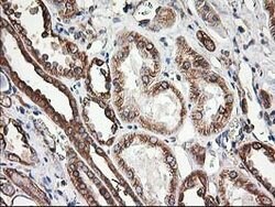 TUBB4 Mouse anti-Canine, Human, Mouse, Rat, Clone: OTI5C1, lyophilized,