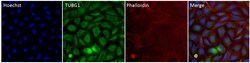 Invitrogen™ gamma Tubulin Monoclonal Antibody (4D11), Alexa Fluor™ 488