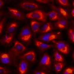 Invitrogen gamma Tubulin Monoclonal Antibody (4D11), Alexa Fluor 555 50