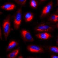 Invitrogen gamma Tubulin Monoclonal Antibody (4D11), Alexa Fluor 647 50