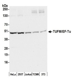 TUFM/EF-Tu Polyclonal Antibody, Bethyl Laboratories 20 &mu;L; Unconjugated:Antibodies,
