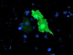 TULP3 Mouse anti-Human, Clone: OTI4E5, liquid, TrueMAB 100 &mu;L; Unconjugated:Antibodies,