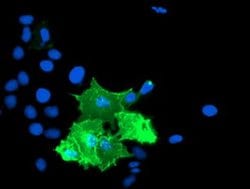 TULP3 Monoclonal Antibody (OTI6H4), TrueMAB , OriGene 30 &mu;L; Unconjugated:Antibodies,
