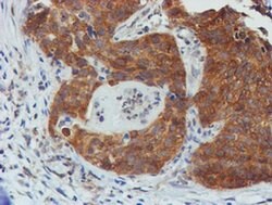 TULP3 Mouse anti-Human, Clone: OTI4E5, liquid, TrueMAB 100 &mu;L; Unconjugated:Antibodies,