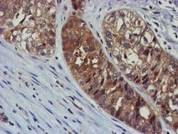 TULP3 Mouse anti-Human, Clone: OTI4E5, liquid, TrueMAB 100 &mu;L; Unconjugated:Antibodies,