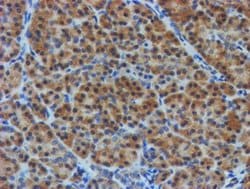 TULP3 Mouse anti-Human, Clone: OTI4E5, liquid, TrueMAB 100 &mu;L; Unconjugated:Antibodies,