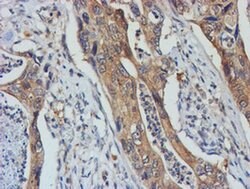 TULP3 Mouse anti-Human, Clone: OTI4E5, liquid, TrueMAB 100 &mu;L; Unconjugated:Antibodies,