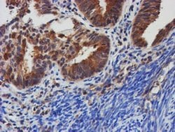 TULP3 Mouse anti-Human, Clone: OTI4E5, liquid, TrueMAB 100 &mu;L; Unconjugated:Antibodies,