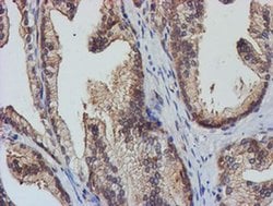 TULP3 Mouse anti-Human, Clone: OTI4E5, liquid, TrueMAB 100 &mu;L; Unconjugated:Antibodies,