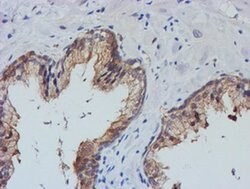TULP3 Mouse anti-Human, Clone: OTI4E5, liquid, TrueMAB 100 &mu;L; Unconjugated:Antibodies,