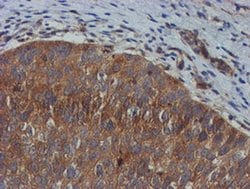 TULP3 Mouse anti-Human, Clone: OTI4E5, liquid, TrueMAB 100 &mu;L; Unconjugated:Antibodies,