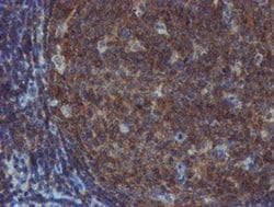 TULP3 Mouse anti-Human, Clone: OTI4E5, liquid, TrueMAB 100 &mu;L; Unconjugated:Antibodies,
