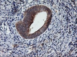 TULP3 Monoclonal Antibody (OTI7B8), TrueMAB , OriGene 30 &mu;L | Buy Online | Origene Technologies | Fisher Scientific