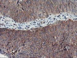 TULP3 Monoclonal Antibody (OTI7B8), TrueMAB , OriGene 30 &mu;L | Buy Online | Origene Technologies | Fisher Scientific