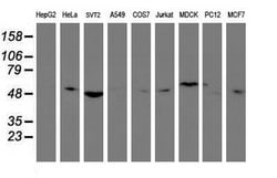 TULP3 Mouse anti-Canine, Human, Mouse, Clone: OTI1A10, lyophilized, TrueMAB