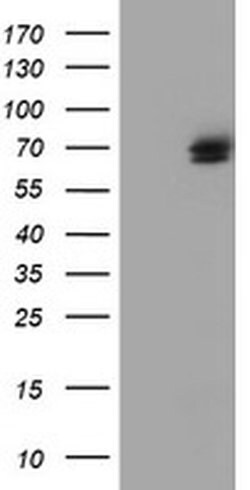 TULP3 Mouse anti-Human, Clone: OTI4E5, liquid, TrueMAB 100 &mu;L; Unconjugated:Antibodies,