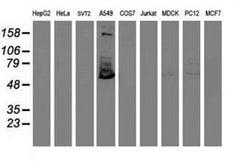 TULP3 Mouse anti-Human, Clone: OTI4E5, liquid, TrueMAB 100 &mu;L; Unconjugated:Antibodies,