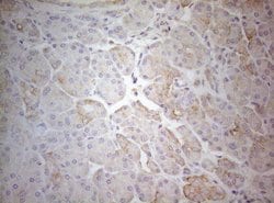TWF1 Monoclonal Antibody (OTI5C12), TrueMAB , OriGene:Antibodies:Primary