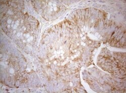 TWF1 Monoclonal Antibody (OTI5C12), TrueMAB , OriGene 100 &mu;L; Unconjugated:Antibodies,