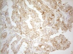 TWF1 Monoclonal Antibody (OTI5C12), TrueMAB , OriGene 100 &mu;L; Unconjugated:Antibodies,