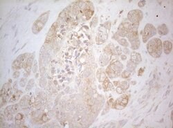 TWF1 Monoclonal Antibody (OTI5C12), TrueMAB , OriGene 100 &mu;L; Unconjugated:Antibodies,