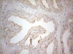 TWF1 Monoclonal Antibody (OTI5C12), TrueMAB , OriGene 100 &mu;L; Unconjugated:Antibodies,