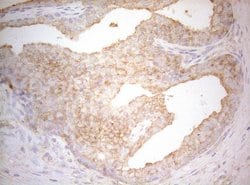 TWF1 Monoclonal Antibody (OTI5C12), TrueMAB , OriGene 100 &mu;L; Unconjugated:Antibodies,