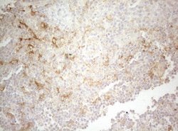 TWF1 Monoclonal Antibody (OTI5C12), TrueMAB , OriGene 100 &mu;L; Unconjugated:Antibodies,