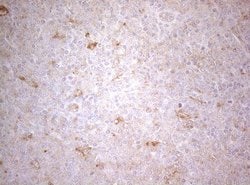 TWF1 Monoclonal Antibody (OTI5C12), TrueMAB , OriGene 100 &mu;L; Unconjugated:Antibodies,
